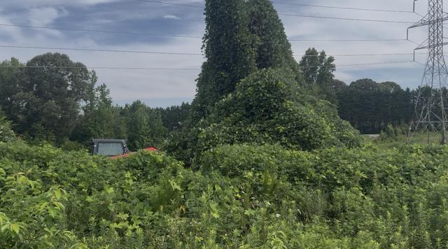 Before: dense vines and brush swallowing the lot under power lines, with the orange ORA track loader barely visible